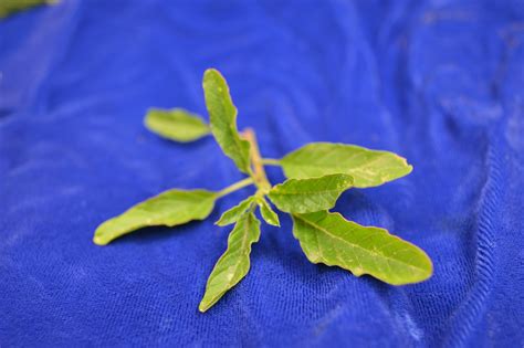 University of Illinois Plant Clinic: Waterhemp Herbicide Resistance ...