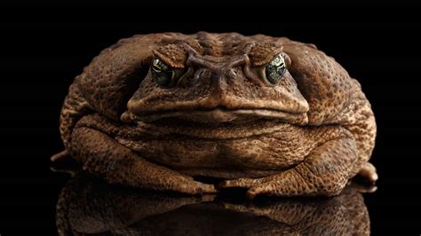 Invasive cane toads too deadly even for Australia turn to cannibalism ...