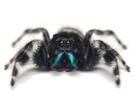 Minnesota Spiders: Bold Jumping Spider (Phidippus audax)