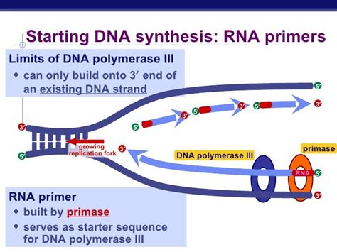 Biochem synthesis of dna