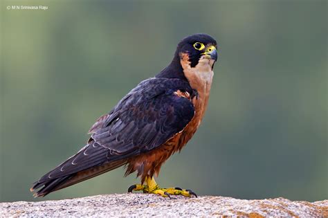 Shaheen falcon - Alchetron, The Free Social Encyclopedia