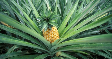 Here's How To Grow A Pineapple At Home In 5 Simple Steps