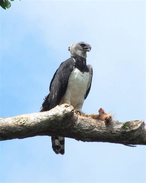 Harpy Eagle Hunting Sloth