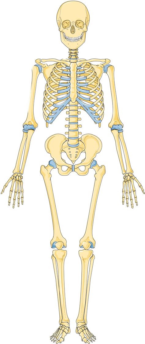 Servier - Drawing Skeletal system anterior view - no labels | AnatomyTOOL