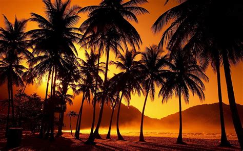 Palm Tree Wallpapers - Wallpaper Cave