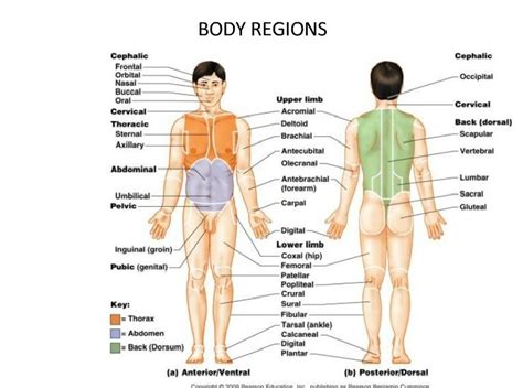 Anatomy Cephalic Region (head) Diagram | Quizlet