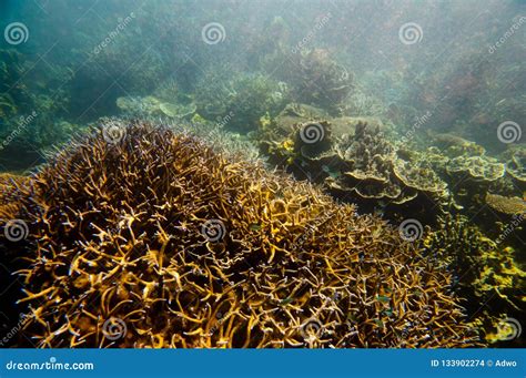 Ningaloo Reef stock photo. Image of environment, beautiful - 133902274