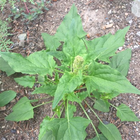 Wild Spinach | Off Grid Cabin Living