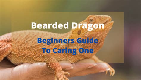 Bearded Dragon: A Complete Beginners Guide To Caring One - Best Tips ...