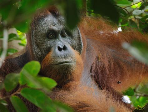 5 best places to see orangutans in Borneo - Borneo Adventure