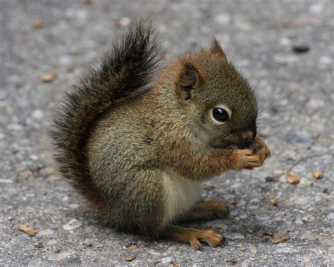 As I See It Now: The Dead Squirrel And Another Vintage House.