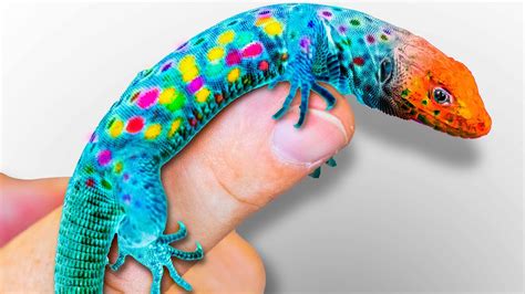 I Bought Rainbow Lizards! - YouTube