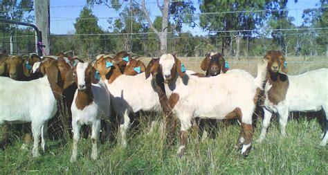 Live Stock :: Goat :: Goat Rearing