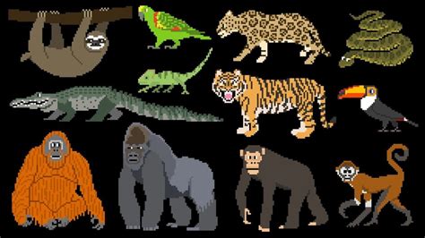 Rainforest Animals – Book Version – Primates, Big Cats, Reptiles & More – The Kids’ Picture Show ...