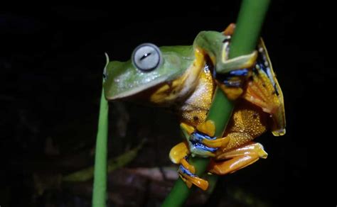 Kodok dan Katak: Serupa Tapi Beda