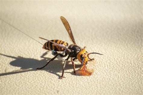 Verified: Washington's first live Asian Giant Hornet sighting for 2021