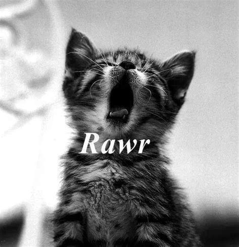 Rawr - Cats Fan Art (34313202) - Fanpop