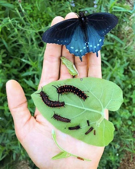 California Dutchman’s Pipe and the Pipevine Swallowtail Butterfly