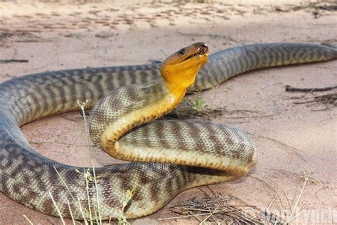 Woma Python (Aspidites ramsayi) | Woma Python (Aspidites ram… | Flickr