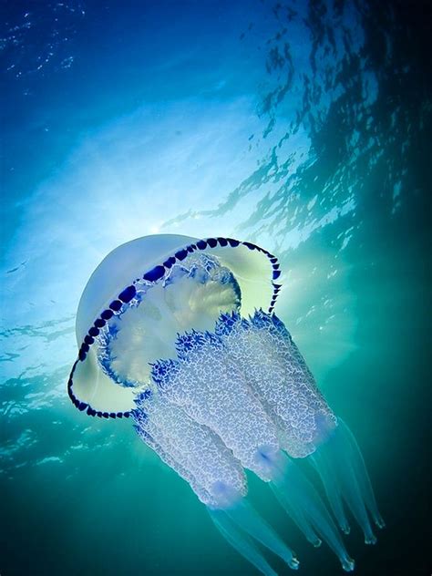 Pin by خالد العبادي Khaled ALabbade on تحت الماء - Underwater | Beautiful sea creatures, Ocean ...