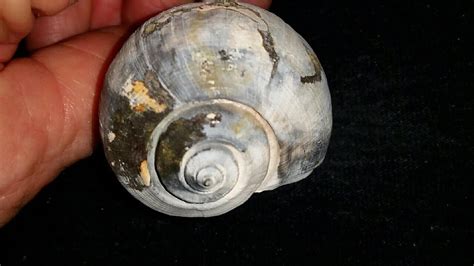 Fossil / Fossilized Whelk sea shell gastropod mollusk collectors ...