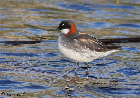 Wilson's Phalarope - South Dakota Birds and Birding