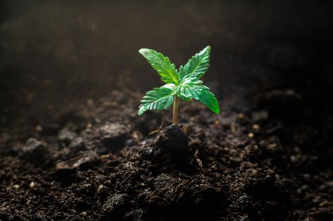 The Life cycle of Cannabis: From seed to harvest - Sensi Seeds