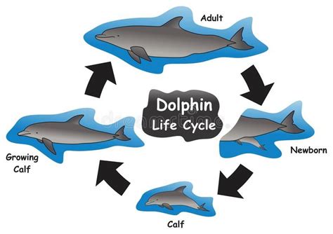 Dolphin Life Cycle Infographic Diagram royalty free illustration | Dolphins, Life cycles, Free ...