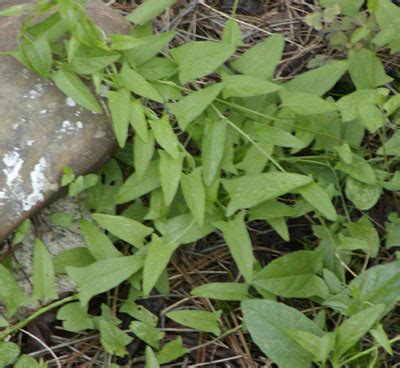 Field Bindweed – Identification | Walter Reeves: The Georgia Gardener