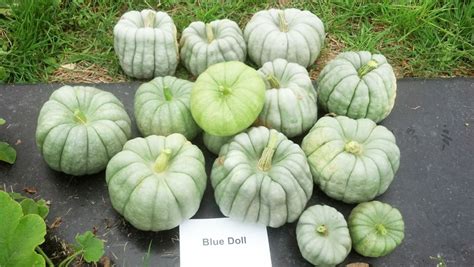 Raising Pumpkins in Hues from Orange to Blue - College of Agriculture and Life Sciences