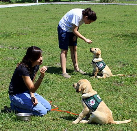 A Puppy Training Myth | Brooks Legacy Labradors