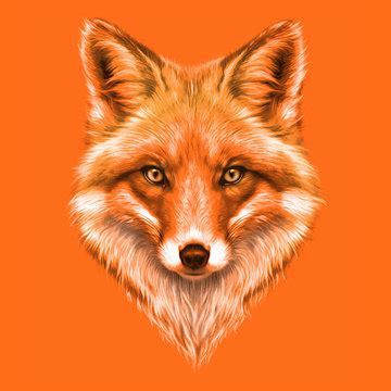 Drawing Red Fox Face Drawing Fox Pictures - kashmittourpackage