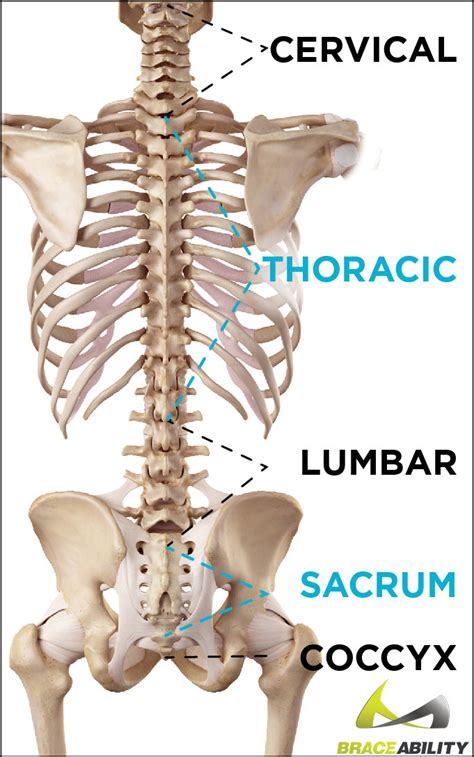 Tailbone Injury & Coccyx Pain (2022)