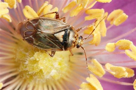 What Are Lygus Bugs: Tips For Lygus Bug Insecticide Control | Plant ...