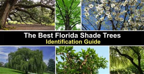 South Florida Shade Trees