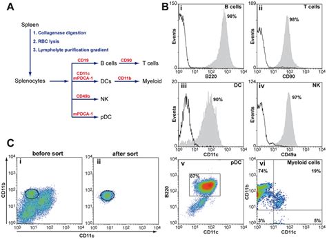 Isolation of splenic cell types by magnetic-activated cell sorting. A:... | Download Scientific ...