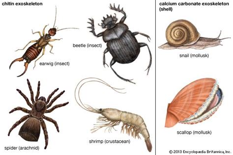 Art:Many animals have outer coverings called exoskeletons. Earwigs, beetles, and other insects ...