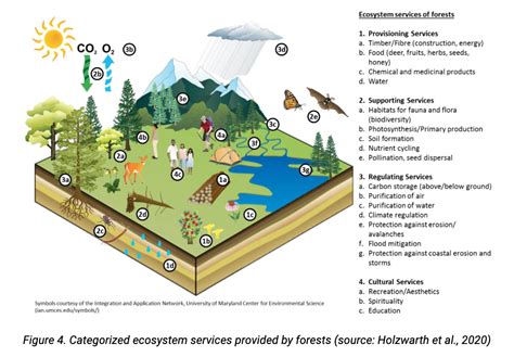 Complete Guide to Forest Conservation From Importance to Methods