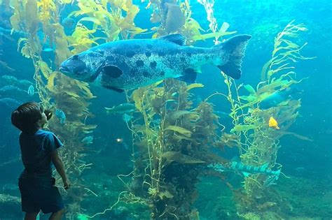 Birch Aquarium - 101 Things To Do In San Diego