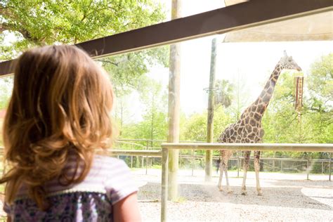 A Day at the Audubon Zoo — Uninvented Colors Photography