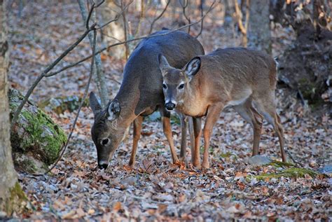 Visitors Top Spots for Wildlife Viewing in the Great Smoky Mountains ...