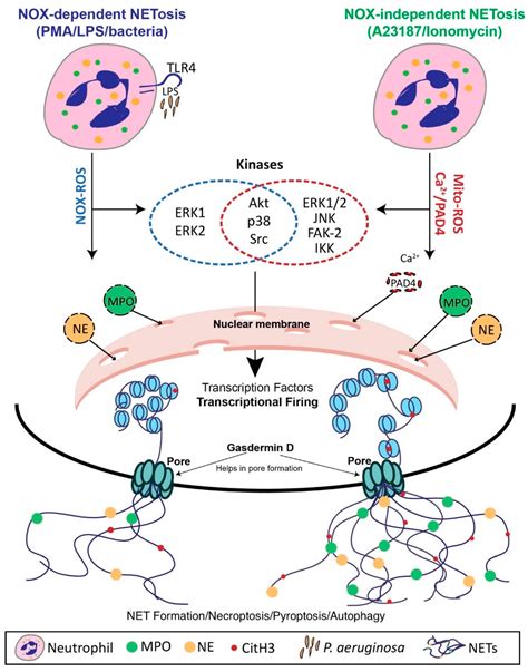 Biomolecules | Free Full-Text | Neutrophil Extracellular Trap Formation ...