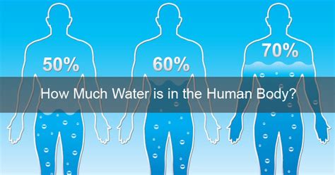 How Much Water is in the Human Body? - NepalBuzz