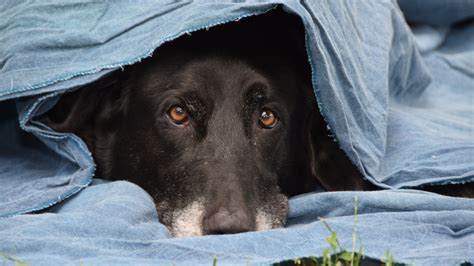 Should You Let Your Dog Hide?