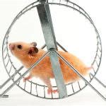 Hamster Wheel Meme Generator - Imgflip