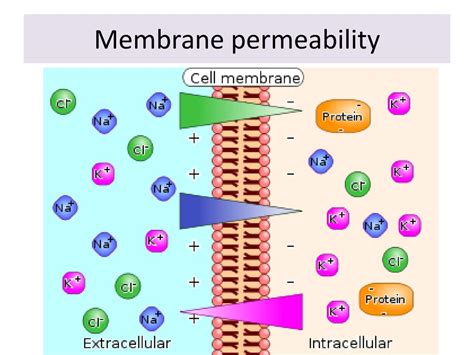 Transport of ions across plasma membranes - ppt download