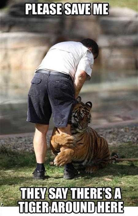 Theres A Tiger On the Loose Meme | Slapcaption.com | Funny animals with captions, Animal jokes ...