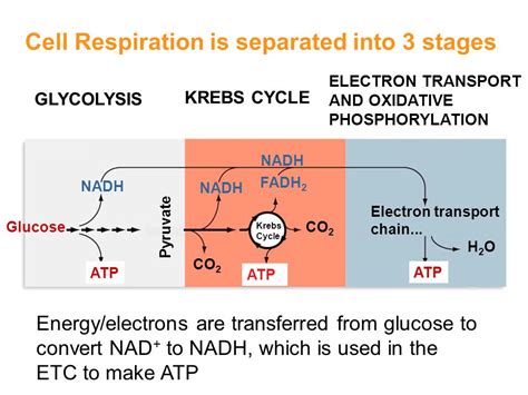 Cell+Respiration+is+separated+into+3+stages – Ace The Race