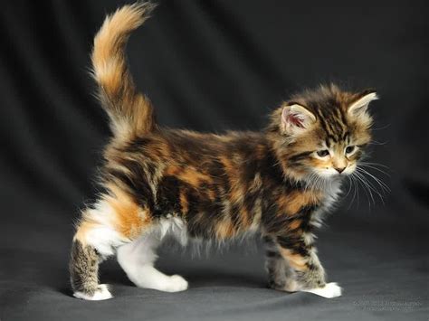 Maine Coon Cat Personality, Characteristics and Pictures ...