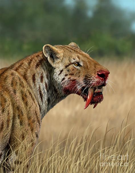 Sabre-toothed Cat Photograph by Mauricio Anton/science Photo Library - Pixels